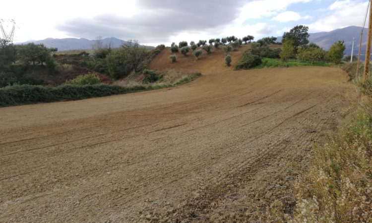 Terreno Agricolo – San Vincenzo la Costa