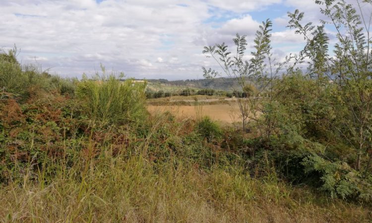 Terreno Agricolo – San Vincenzo la Costa