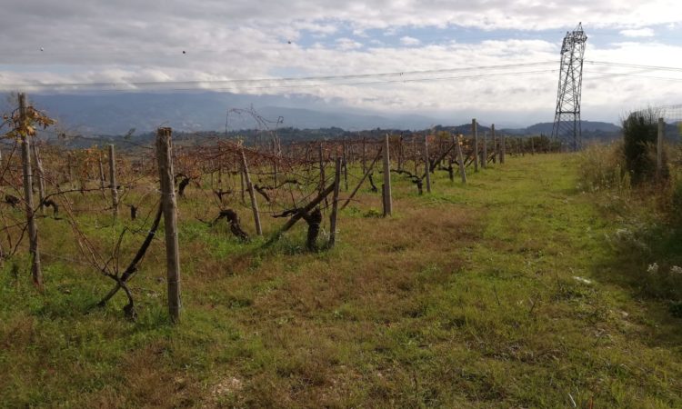 Terreno Agricolo – San Vincenzo la Costa