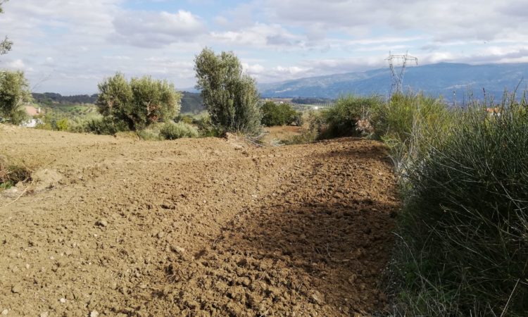 Terreno Agricolo – San Vincenzo la Costa