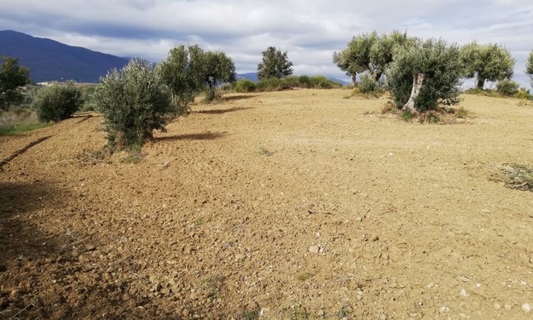 Terreno Agricolo – San Vincenzo la Costa