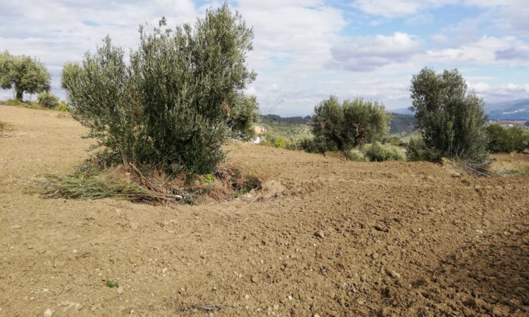 Terreno Agricolo – San Vincenzo la Costa