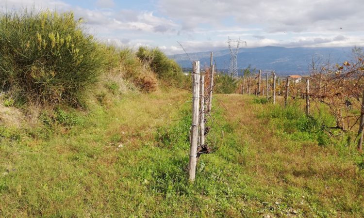 Terreno Agricolo – San Vincenzo la Costa